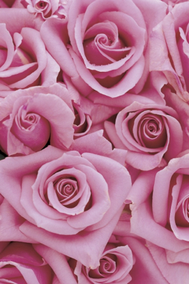 roze